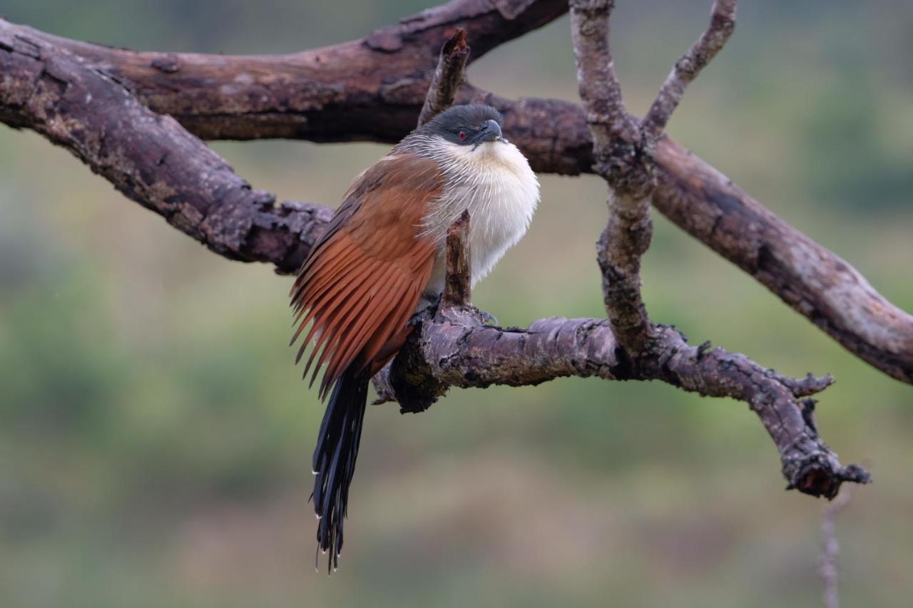 African Thistle Saint Lucia Estuary المظهر الخارجي الصورة