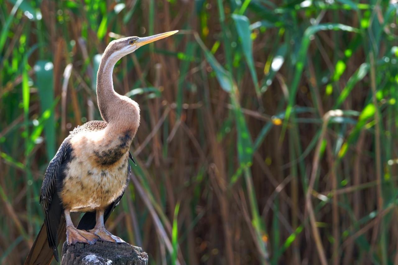 African Thistle Saint Lucia Estuary المظهر الخارجي الصورة